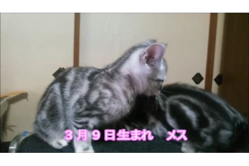 成約済の長野県のアメリカンショートヘア-10440の3枚目